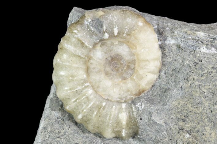 Ammonite (Promicroceras) Fossil - Lyme Regis #102882